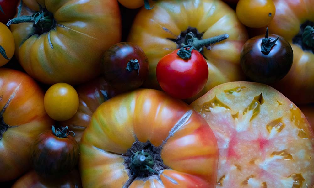 COOK and ENJOY Blog News Tipps Saison frische Tomaten